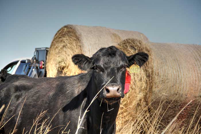 Cow standing in front of a round bale in a field