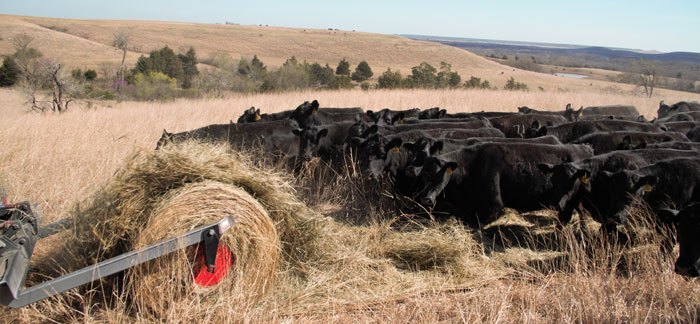 DewEze feeding at Lyons Ranch